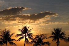 Palm Tree Sunset Beach - Free photo on Pixabay Free Image on Pixabay - Palm Tree, Sunset, Beach, Tropical