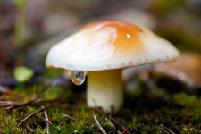 10,000개 이상 무료 Mushroom 및 버섯 사진 - Pixabay