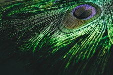 Peacock Feather Colorful - Free photo on Pixabay