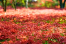 Synchronization 상사화 Red - Pixabay의 무료 사진
