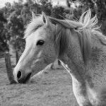 30+ Free Australian Pony & Horse Photos - Pixabay