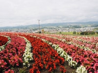10+ Free Furano & Hokkaido Photos - Pixabay