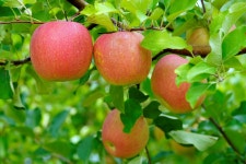 100,000개 이상 무료 Red Apple 및 사과 사진 - Pixabay