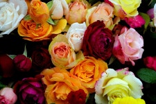 Romance Rose Love Red - Pixabay의 무료 사진