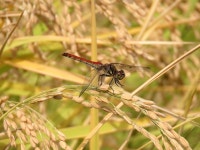 Insect Paddy Field Rice - Free photo on Pixabay Free Image on Pixabay - Insect, Paddy Field, Rice, Usd