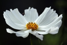 Flower Cosmos Botany - Free photo on Pixabay - Pixabay Flower Cosmos Botany - Free photo on Pixabay