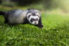 100+ Free Ferrets & Nature Photos - Pixabay