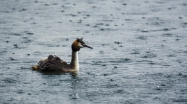 호수 비 가족 - Pixabay의 무료 사진 Pixabay의 무료 이미지 - 호수, 비, 가족, 동물, 헤엄, 워터스, 깃털, 새