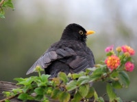 8,000+ Free Common Blackbird & Bird Photos - Pixabay