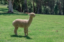 Alpaca Camelid Mammal - Free photo on Pixabay