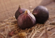 30,000+ Free Red Coward & Fig Photos - Pixabay