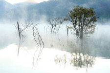 Lake Tree Morning - Pixabay의 무료 사진