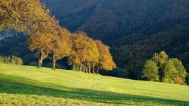 나무 나무의 행 목장 - Pixabay의 무료 사진