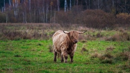 Galloway Cattle Cow Pasture - Free photo on Pixabay Free Image on Pixabay - Galloway Cattle, Cow, Pasture