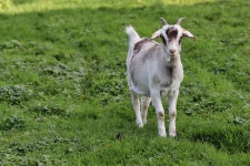 Goat Kid Domestic - Free photo on Pixabay