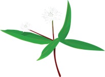 7,000개 이상 무료 Flower 및 자연 벡터 - Pixabay