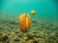 해파리 수중 대양 - Pixabay의 무료 사진