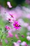 풍경 꽃 코스모스 - Pixabay의 무료 사진