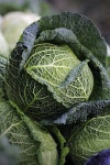 2+ Free Savoy Cabbage Head & Cabbage Photos - Pixabay