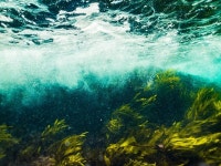 70+ Free Kelp & Seaweed Photos - Pixabay