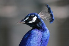 30,000+ Free Peacock Head & Peacock Photos - Pixabay