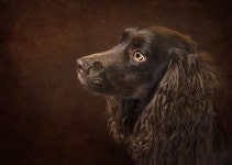 700+ Free Spaniel & Animal Photos - Pixabay