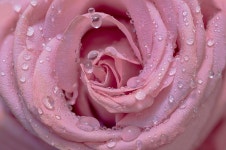Rose Drops Dewdrop - Free photo on Pixabay Free Image on Pixabay - Rose, Drops, Dewdrop, Raindrop, Wet