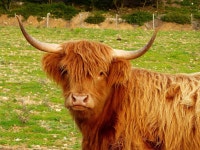 동물 암소 소 - Pixabay의 무료 사진