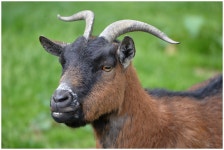 Farm Goat Horns - Free photo on Pixabay