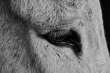 100개 이상 무료 Manger 및 여물통 사진 - Pixabay