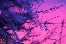 Fir Sunset Frost - Free photo on Pixabay