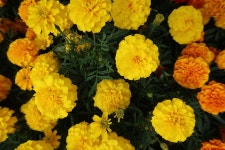 2,000개 이상 무료 Marigolds 및 금잔화 사진 - Pixabay