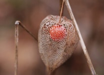 100+ Free Andino & Nature Photos - Pixabay