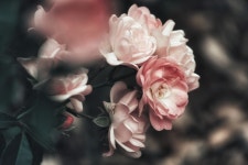 700개 이상 무료 Rosebush 및 자연 사진 - Pixabay