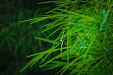 Bamboo Leaves Groves - Free photo on Pixabay - Pixabay Bamboo Leaves Groves - Free photo on Pixabay