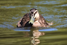 Pacific Black Duck Wading - Free photo on Pixabay Free Image on Pixabay - Pacific Black Duck, Wading