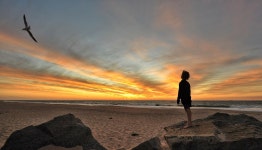 Sunset Bird Sky - Free photo on Pixabay