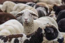 Sheep Animals Flock - Free photo on Pixabay