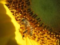 Sunflower Bee Honeybee - Free photo on Pixabay