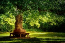 조용한 은행 나무 - Pixabay의 무료 사진