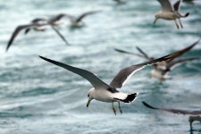 Seagull Sea Bird - Pixabay의 무료 사진