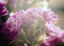 1,000개 이상 무료 올림푸스 및 올림픽 사진 - Pixabay