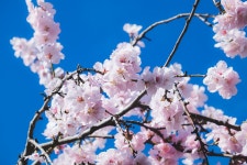 10,000+ Free Ornamental Cherry & Bloom Photos - Pixabay