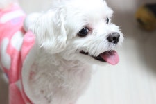 10+ Free Whelp & Animal Photos - Pixabay