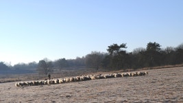 Animal Animals Sheep - Free photo on Pixabay Free Image on Pixabay - Animal, Animals, Sheep, Field