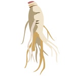 30 + 무료 Ginseng & 인삼 이미지 - Pixabay