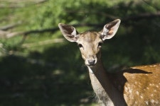 600+ Free The Bucks & Buck Photos