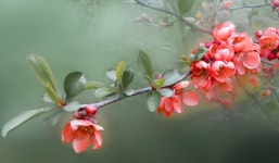 Flower Flowers Quince - Free photo on Pixabay