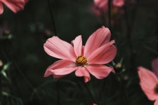 Cosmos Flowers Nature - Free photo on Pixabay