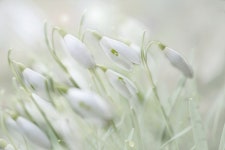 300+ Free Galanthus & Nature Photos - Pixabay